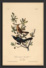 John T. Bowen after John James Audubon, Boat-tailed Grackle, American, c. 1810 - probably 1856,