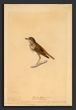 John James Audubon, Hermit Thrush, American, 1785 - 1851, 1820, black chalk, watercolor, and