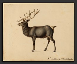 Peter Rindisbacher, European Elk, American, 1806 - 1834, gouache on wove paper