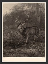 Karl Bodmer, Cerf Dix-Cors, Swiss, 1809 - 1893, lithograph