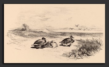 Karl Bodmer, Canards Sauvages, Swiss, 1809 - 1893, lithograph