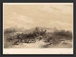 Karl Bodmer, Canards Sauvages, Swiss, 1809 - 1893, lithograph