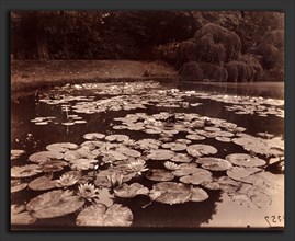 EugÃ¨ne Atget, Nymphéas (Bagatelle), French, 1857 - 1927, 1925, albumen print