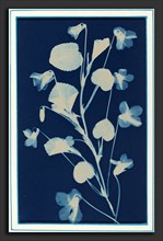 Bertha Evelyn Jaques, Untitled, American, 1863 - 1941, c. 1900, cyanotype