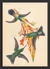 Heinrich Gottlieb Ludwig Reichenbach (German, 1793 - 1879), Three Hummingbirds with Plant,