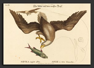 Johann Michael Seligmann after Mark Catesby (German, 1720 - 1762), The Bald Eagle (Falco