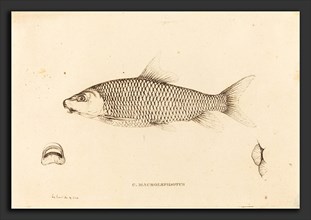 Charles Alexandre Lesueur (French, 1778 - 1846), C. Macrolepidotus, 1817-1821, etching