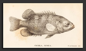 Charles Alexandre Lesueur (French, 1778 - 1846), Cichla, Aenea, 1822, lithograph