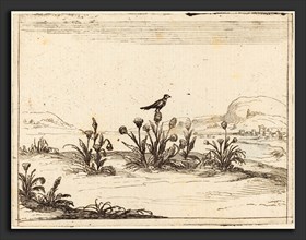 Jacques Callot (French, 1592 - 1635), Bird Perched in a Thistle, 1628, etching