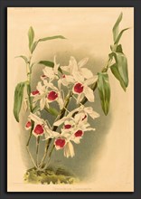 Joseph Mansell after Henry George Moon (British, active 19th century), Dendrobium Leechianum, color