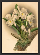 Gustav Leutzsch after Charles Storer (German (?), active 19th century), Cattleya Rochellensis,