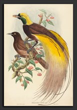 John Gould and W. Hart (British, 1804 - 1881), Bird of Paradise (Paradisea apoda), published
