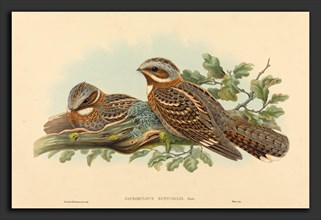 John Gould and H.C. Richter (British (?), active 1841 - active c. 1881), Caprimulgus Ruficollis,