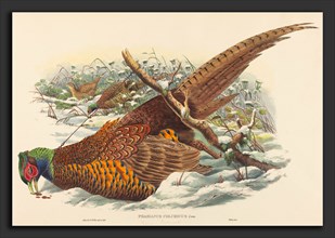 John Gould and W. Hart (British, active 1851 - 1898), Phasianus colchicus (Ring-necked Pheasant),