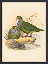 Joseph Wolf (British, 1820 - 1899), Two Birds (Ptilonopus Auranthfrons), hand-colored lithograph
