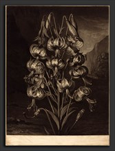 William Ward after Philip Reinagle (British, 1766 - 1826), The Superb Lily, 1799, mezzotint with