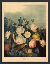 Richard Earlom after Dr. Robert John Thornton (British, 1743 - 1822), Roses, 1805, color mezzotint
