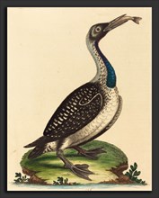 George Edwards (English, 1694 - 1773), Black and White Water-Fowl with Blue Throat, hand-colored