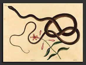 Mark Catesby (English, 1679 - 1749), The Coach-Whip Snake (Coluber flagellum), published 1731-1743,
