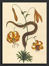 Mark Catesby (English, 1679 - 1749), The Hog-nose Snake (Boa contortrix), published 1731-1743,