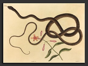 Mark Catesby (English, 1679 - 1749), The Coach-whip Snake (Coluber flagellum), published 1731-1743,