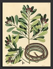 Mark Catesby (English, 1679 - 1749), The Ribbon Snake (Coluber saurita), published 1731-1743,