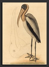 Mark Catesby (English, 1679 - 1749), The Wood Pelican (Tantalus Loculator), published 1731-1743,