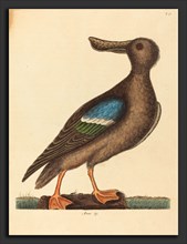 Mark Catesby (English, 1679 - 1749), The Blue Winged Shoveler (Anas clypeata foemina), published