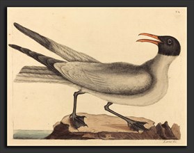 Mark Catesby (English, 1679 - 1749), The Laughing Gull (Larus articilla), published 1731-1743,