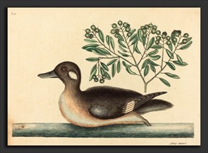 Mark Catesby (English, 1679 - 1749), The Little Brown Duck (Anas rustica), published 1754,