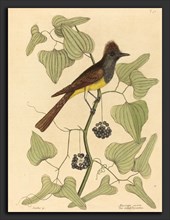 Mark Catesby (English, 1679 - 1749), The Crested Flycatcher (Muscicapa cristata), published 1754,