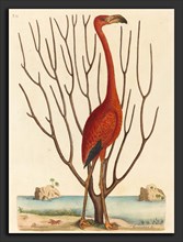 Mark Catesby (English, 1679 - 1749), The Flamingo (Phoenicopterus ruber), published 1731-1743,
