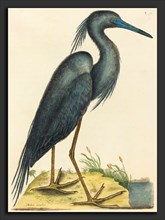 Mark Catesby (English, 1679 - 1749), The Blue Heron (Ardea coerulea), published 1731-1743,