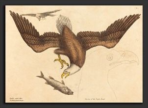 Mark Catesby (English, 1679 - 1749), The Bald Eagle (Falco leucocephalus), published 1731-1743,