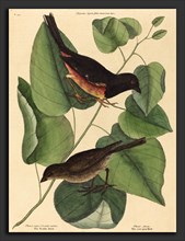 Mark Catesby (English, 1679 - 1749), The Towhe Bird (Fringilla erythrophthalma), published 1754,