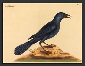 Mark Catesby (English, 1679 - 1749), The Purple Jack Daw (Gracula Quiscula), published 1731-1743,