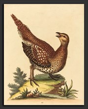 George Edwards (English, 1694 - 1773), Brown Speckled Bird, hand-colored etching on laid paper