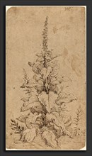Hendrik Goltzius (Dutch, 1558 - 1617), A Foxglove in Bloom, 1592, pen and brown ink on laid paper
