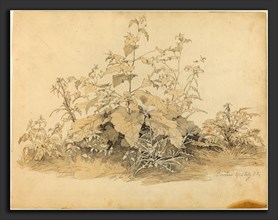 Johann Christian Heerdt (German, 1812 - 1878), Wild Plants near Birstein, 1835, graphite and pale