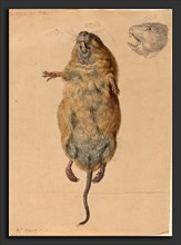 Johann Rudolph Schellenberg (Swiss, 1740 - 1806), A Field Mouse, from Below, c. 1775, watercolor