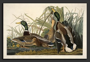 Robert Havell after John James Audubon, Mallard Duck, American, 1793 - 1878, 1834, hand-colored