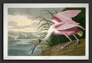 Robert Havell after John James Audubon, Roseate Spoonbill, American, 1793 - 1878, 1836,