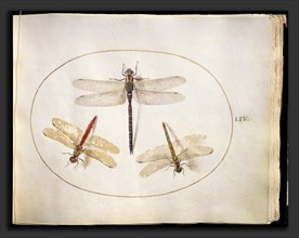 Joris Hoefnagel, Animalia Rationalia et Insecta (Ignis):  Plate LIV, Flemish, 1542 - 1600, c.