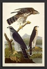 Robert Havell after John James Audubon, Goshawk and Stanley Hawk, American, 1793 - 1878, 1832,