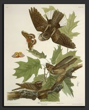 Robert Havell after John James Audubon, Whip-poor-will, American, 1793 - 1878, 1830, hand-colored