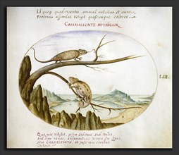 Joris Hoefnagel, Animalia Qvadrvpedia et Reptilia (Terra): Plate LIII, Flemish, 1542 - 1600, c.