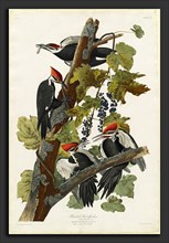 Robert Havell after John James Audubon (American, 1793 - 1878), Pileated Woodpecker, 1831,