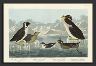 Robert Havell after John James Audubon (American, 1793 - 1878), Black-throated Guillemot,