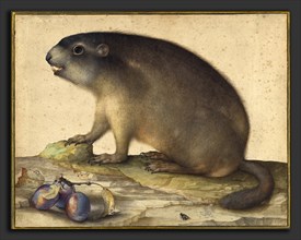 Jacopo Ligozzi (Italian, 1547 - 1627), A Marmot with a Branch of Plums, 1605, brush with brown and