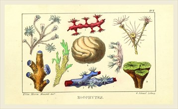 Zoophytes, the Wonders of Geology, 19th century engraving
